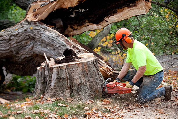 Professional Tree Service in Holly, MI